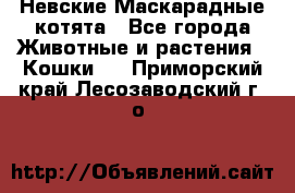 Невские Маскарадные котята - Все города Животные и растения » Кошки   . Приморский край,Лесозаводский г. о. 